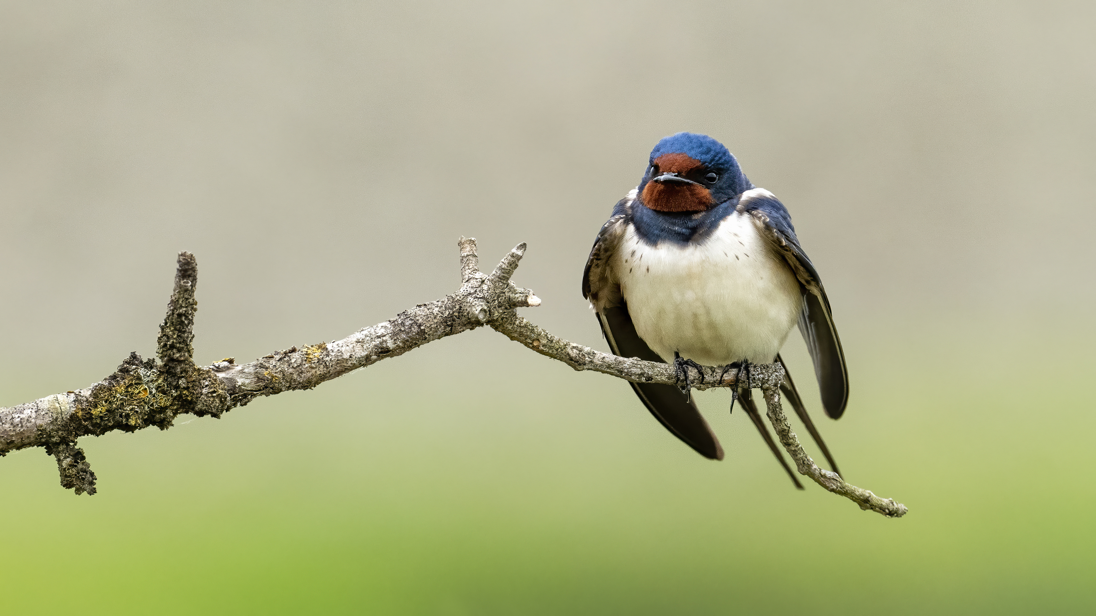 Barn Swallow
